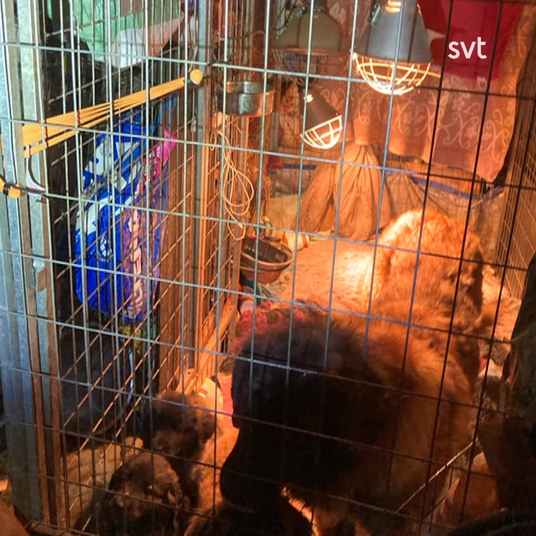 30 djur omhändertagna från kvinna i Sörmland – hade bajstäckt golv och döda katter i bostad